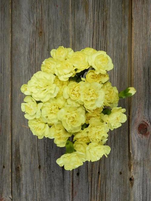 YELLOW MINI CARNATIONS